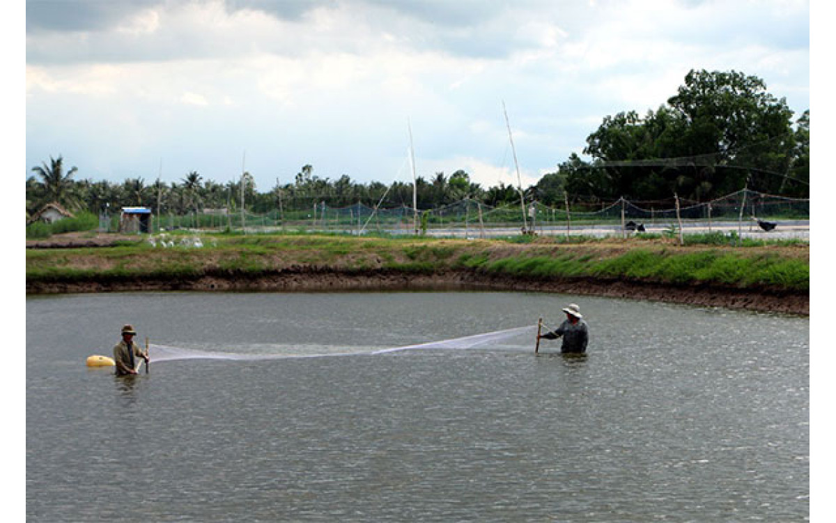 Sản lượng t&ocirc;m nước lợ tr&ecirc;n cả nước ước đạt 556 ngh&igrave;n tấn tăng 3% cùng kỳ năm 2019